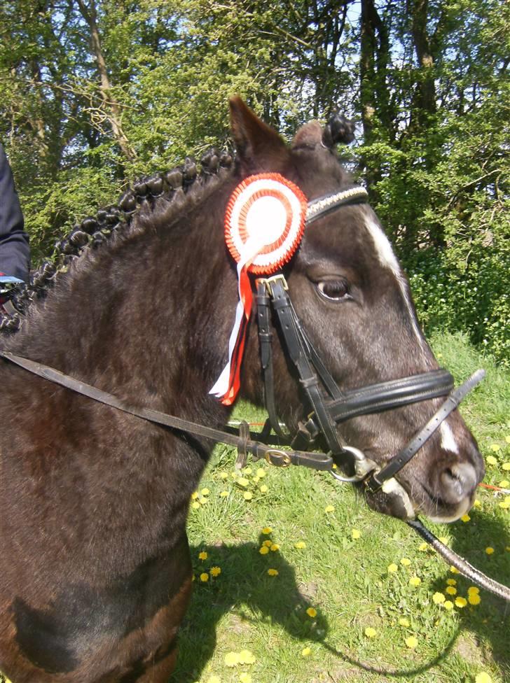 Anden særlig race Bastian - vi kom da lige med en første plads :) billede 6