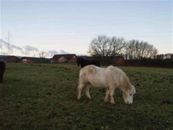 Islænder Fenja Fra Frijsbak - meget gammelt billede med vinterpels billede 6
