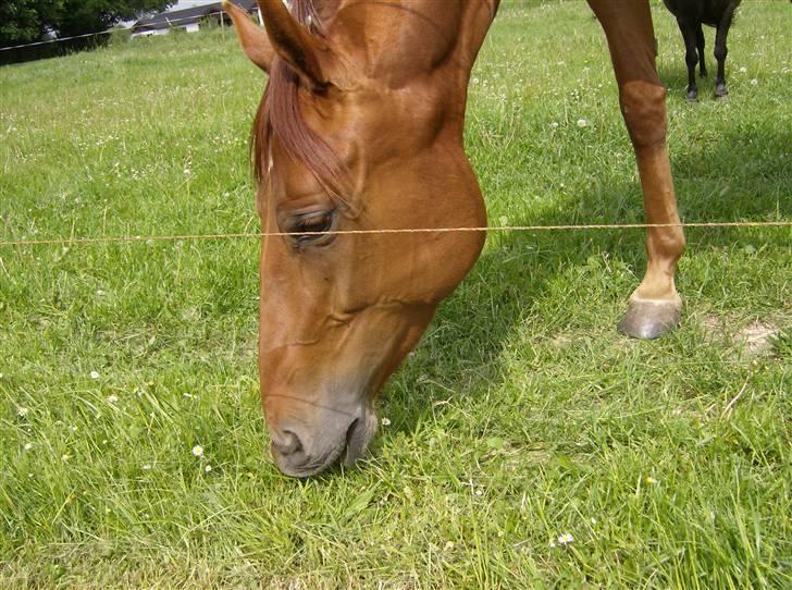 Dansk Varmblod Skovbo's Isabella Row.   billede 8