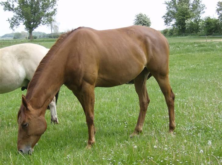 Dansk Varmblod Skovbo's Isabella Row.   billede 9