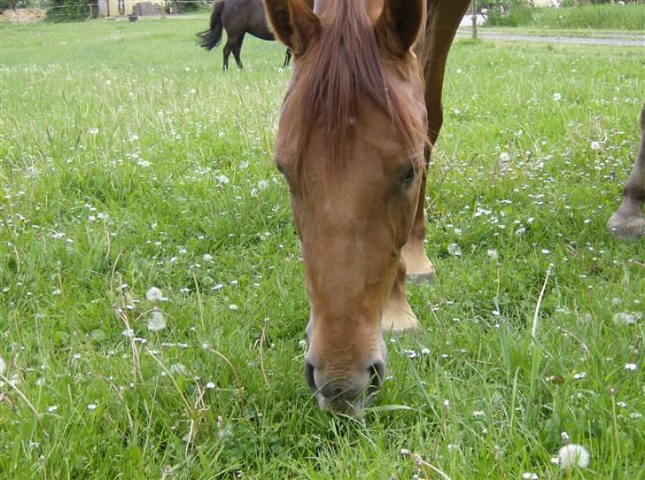 Dansk Varmblod Skovbo's Isabella Row.   billede 10