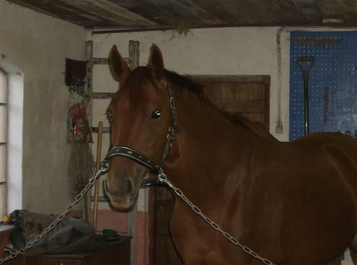 Dansk Varmblod Skovbo's Isabella Row.   billede 11