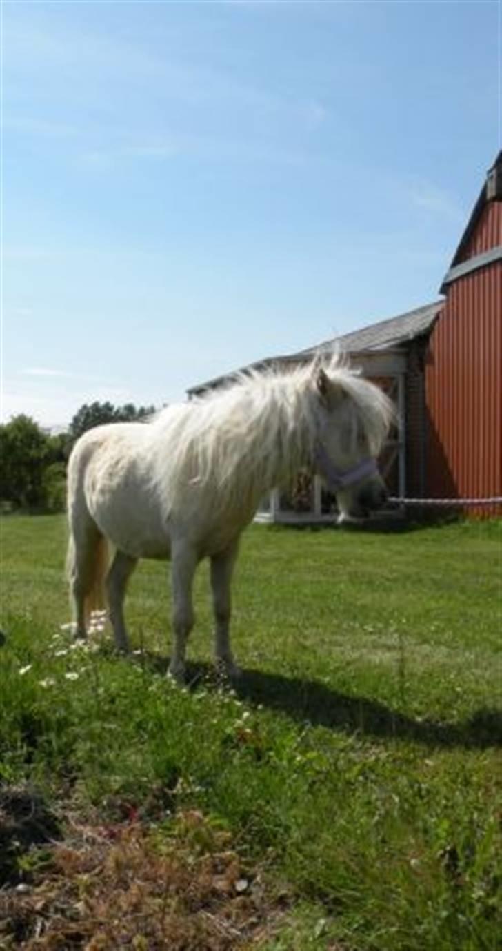 Miniature Golden samson  billede 10