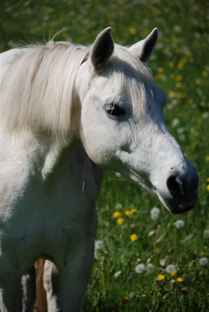 Anden særlig race Sabina - jeg elsker det  billede 1