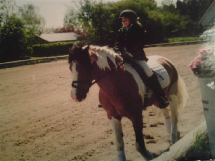 Pinto biggare`(går på græs) - stævne<<3 billede 17