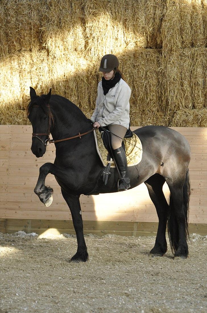 Frieser - Christa (Blackie) - Velkommen til min dejlige Christas (aka. Blackie) profil! Vi håber du nyder dit visit, kigger forbi vores udfordringer (hvis vi har nogle) samt ligger en bedømmelse :) 
TAK ;D 
(d. 11/10-10) billede 1