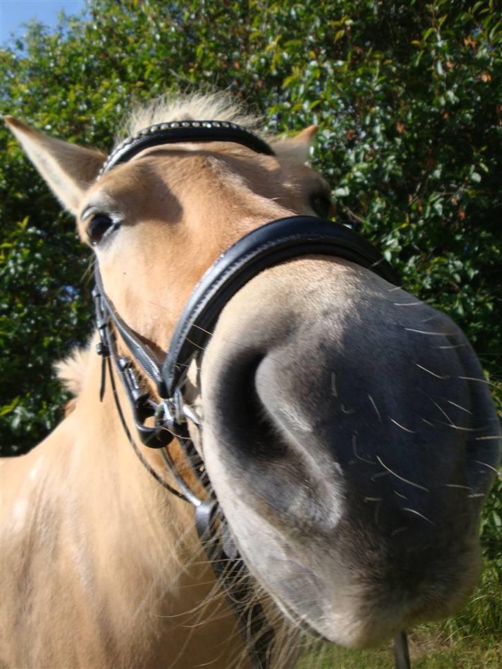 Anden særlig race Golden Dancer - Solgt billede 8