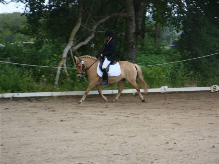 Anden særlig race Golden Dancer - Solgt billede 10