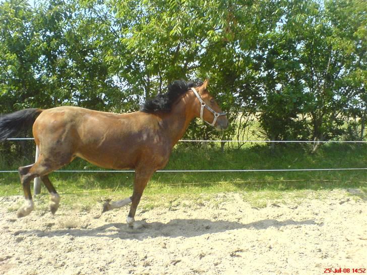 Anden særlig race Freeman <3 billede 11