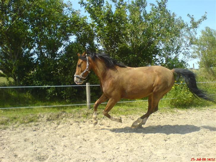 Anden særlig race Freeman <3 billede 12