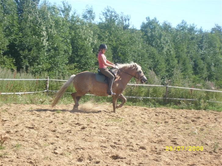 Haflinger Emma <3 (gamle part) - ridning d.25 juli 08 - ikke den bedste hets inu men det kommer :) billede 10