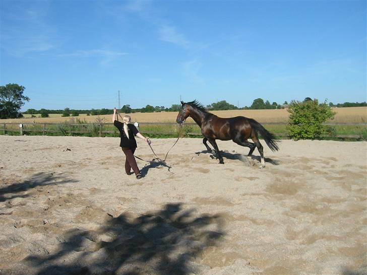 Polsk Varmblod Mir *R.I.P* billede 9