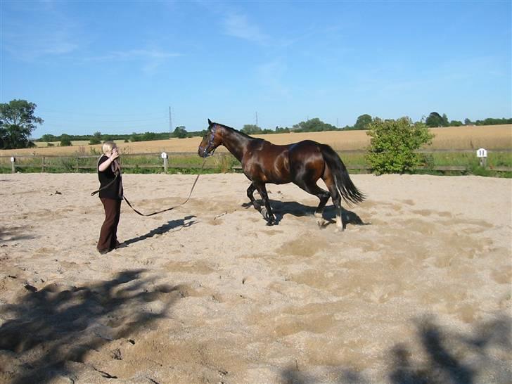 Polsk Varmblod Mir *R.I.P* billede 10