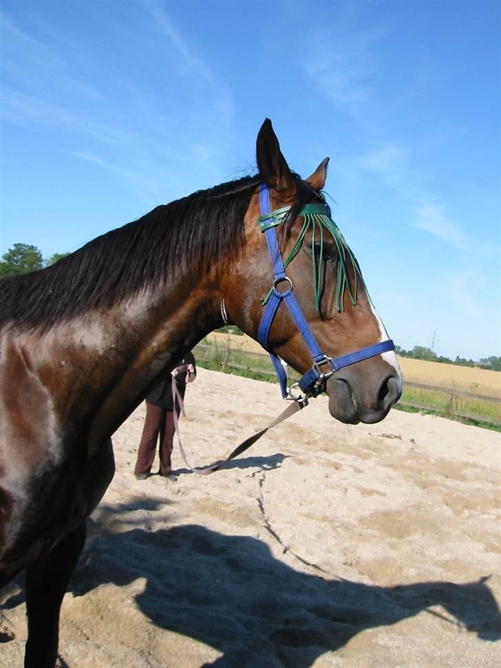 Polsk Varmblod Mir *R.I.P* billede 11