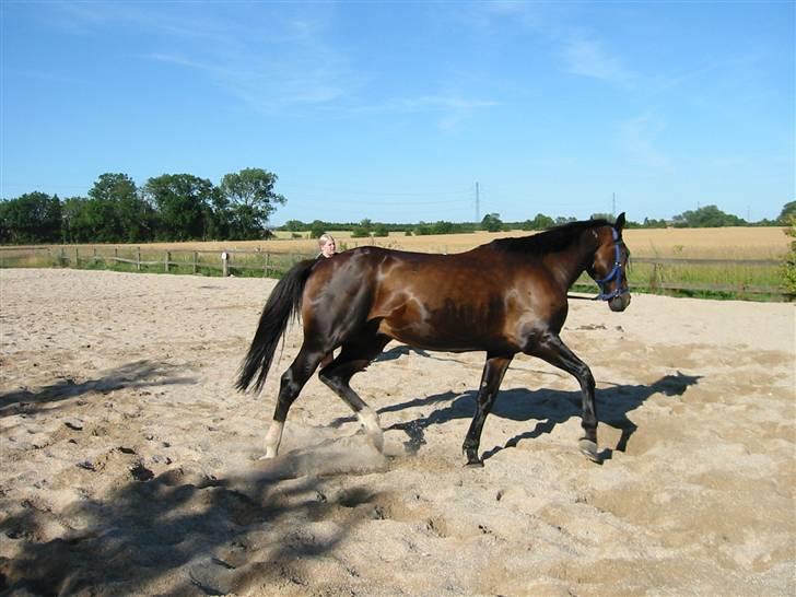 Polsk Varmblod Mir *R.I.P* billede 12