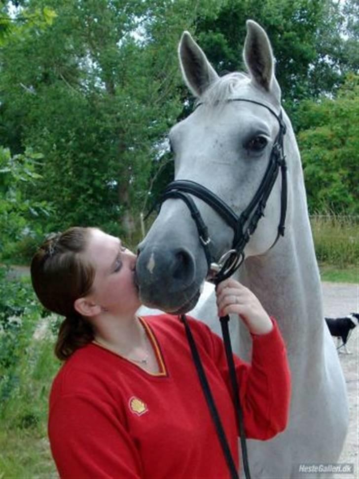 Dansk Varmblod Day-Light <3 †R.I.P† <3 - Hun er jo lige til at kysse. Foto Nathasja billede 2