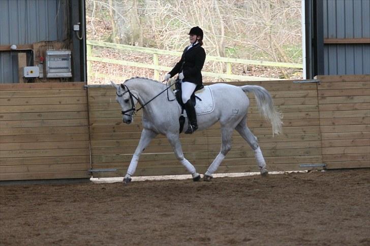 Dansk Varmblod Day-Light <3 †R.I.P† <3 - Stævne på Heslegård Sportsrideklub foto: Far billede 8