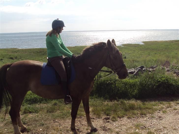 Anden særlig race Miss maja   (død) - på tur billede 3