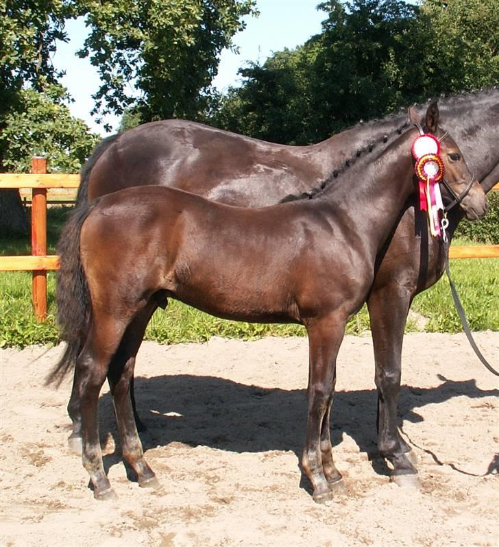 Oldenborg Borgstrøms Tarak (solgt) - Se mine fine rosetter billede 15