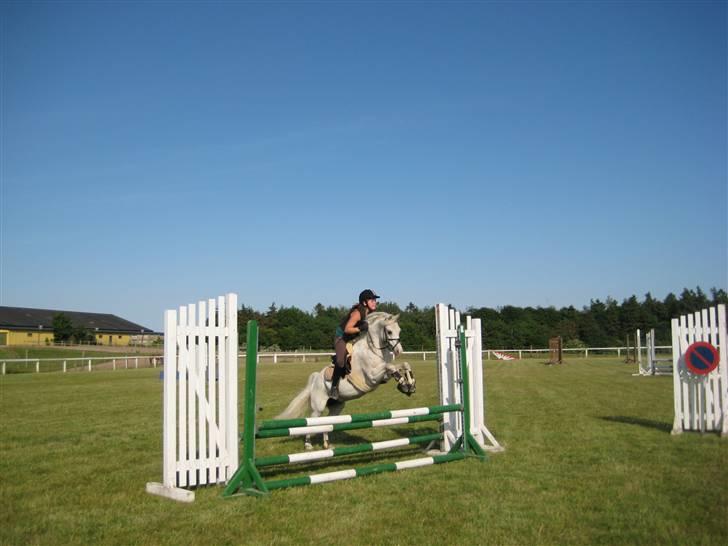 Welsh Pony af Cob-type (sec C) Lyngvejens Ero *solgt* :/ - Det her er jo let altså ;D  billede 7