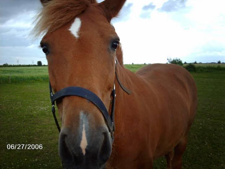 New Forest Tot billede 1