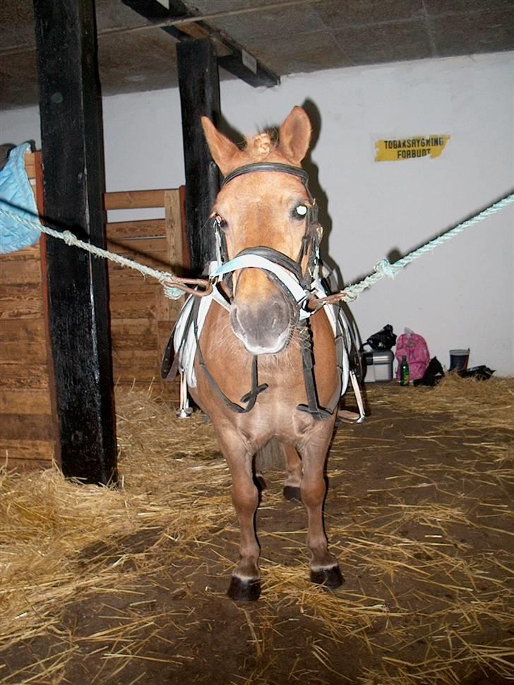 Shetlænder Nanny Bomlund - Nu er vi klar til stævne i Sindbjerg Rideklub. Vi startede cavalletti, det gik godt lige indtil at hun løb uden om en cavalletti ! billede 5