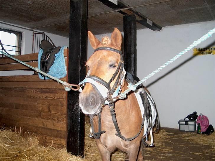 Shetlænder Nanny Bomlund billede 6