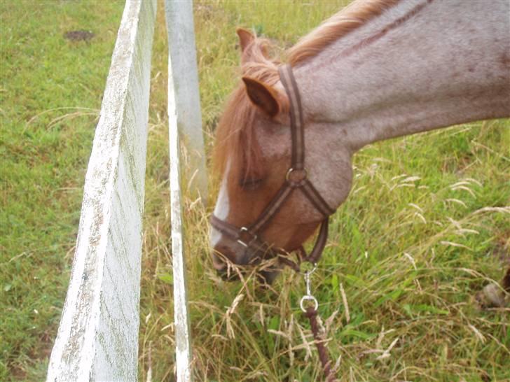 Anden særlig race spiderman (gammel part) - haaah den dejlige pony elsker græs ;) billede 8