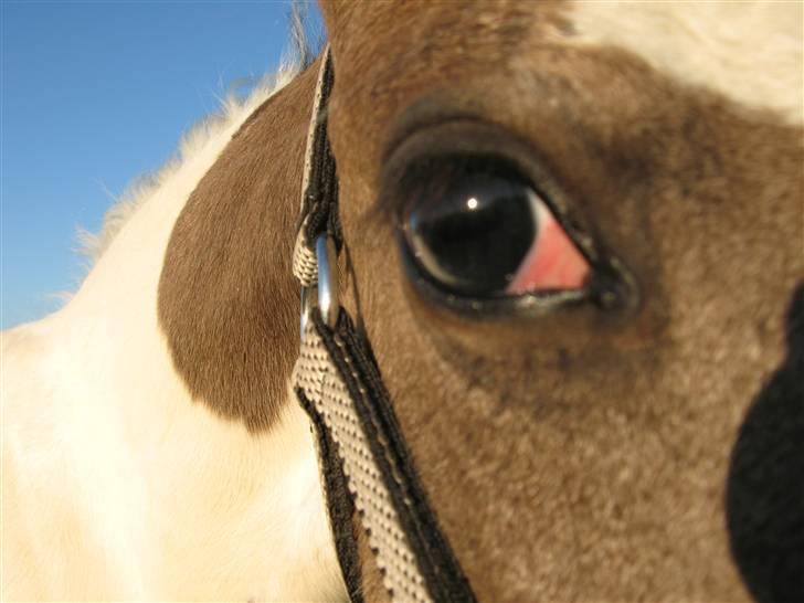 Irish Cob Gipsy Mabon - smuk!! billede 1