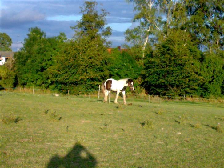 Irish Cob Gipsy Mabon - Vent på mig!!! billede 2