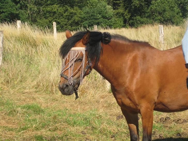 Anden særlig race Flossy (Aflivet) - miin smukke pony på sommergræs :* billede 9