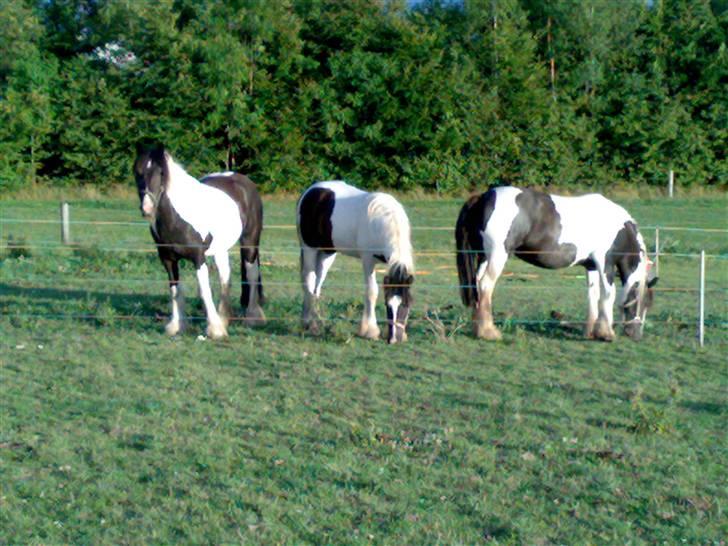 Irish Cob Gipsy Mabon - Mabon sammen med mor og søster - Det mig i midten!!!! billede 3