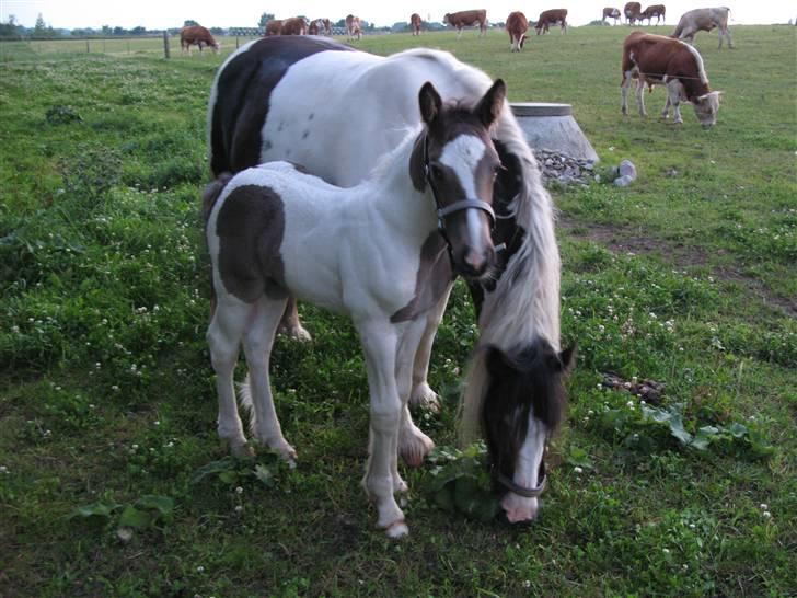 Irish Cob Gipsy Mabon - se mor... billede 5