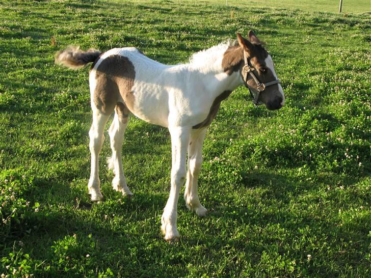 Irish Cob Gipsy Mabon - ihhh... alle de fluer billede 6