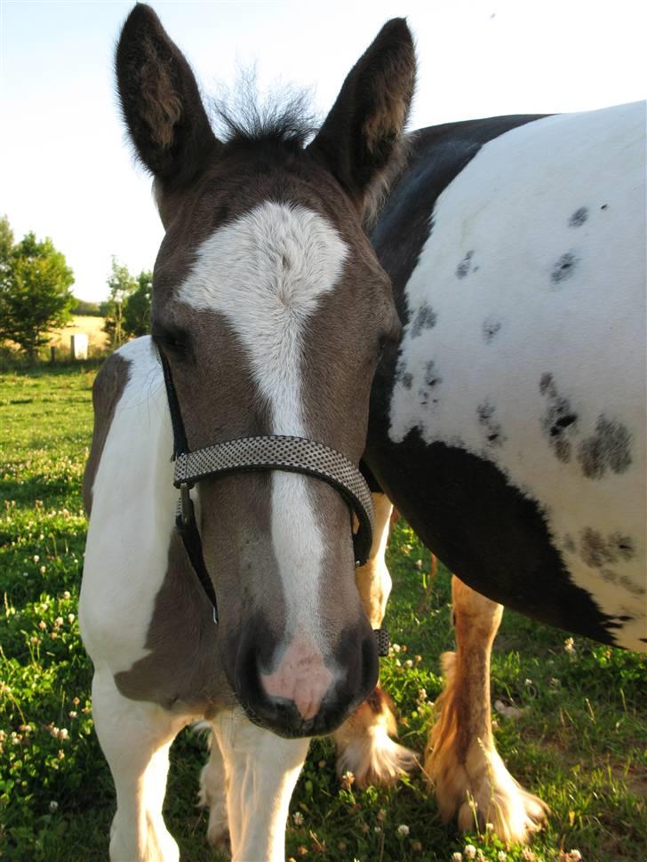 Irish Cob Gipsy Mabon - nøj... det er spændene billede 7