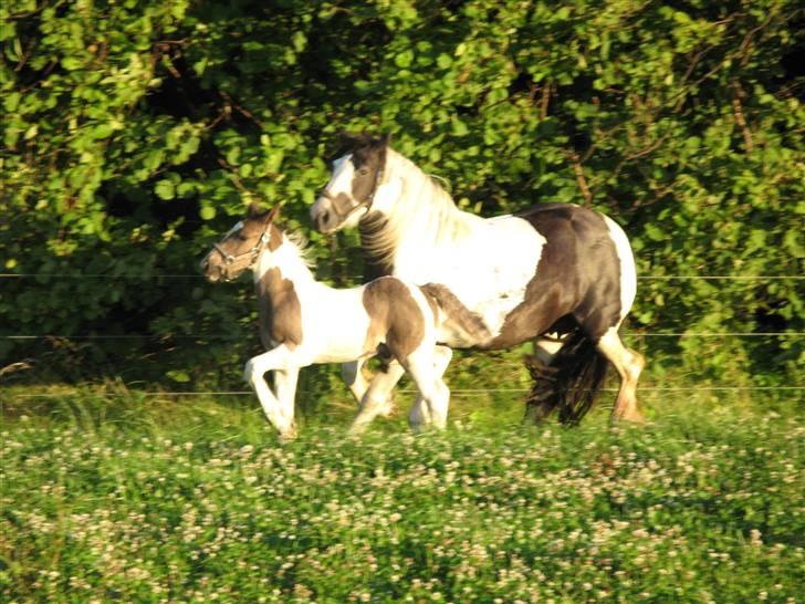 Irish Cob Gipsy Mabon - kom så mor.... billede 9