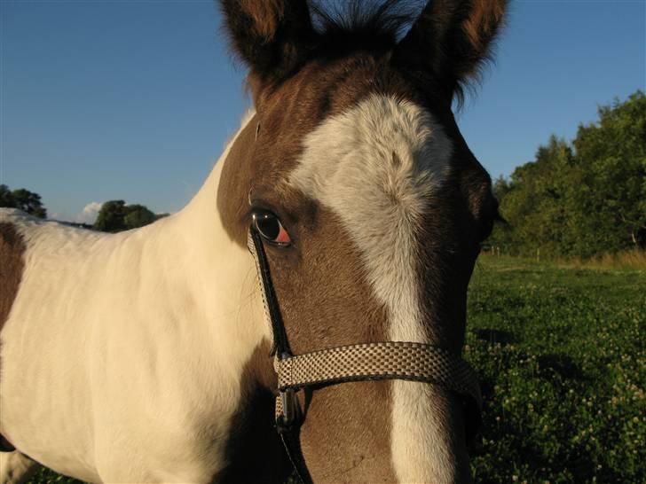 Irish Cob Gipsy Mabon - hvad er det??? billede 10