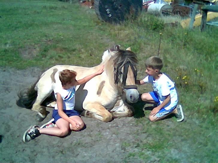 Fjordhest Bastian (KØBT) - Nåh... Hvor er det hyggeligt! billede 17