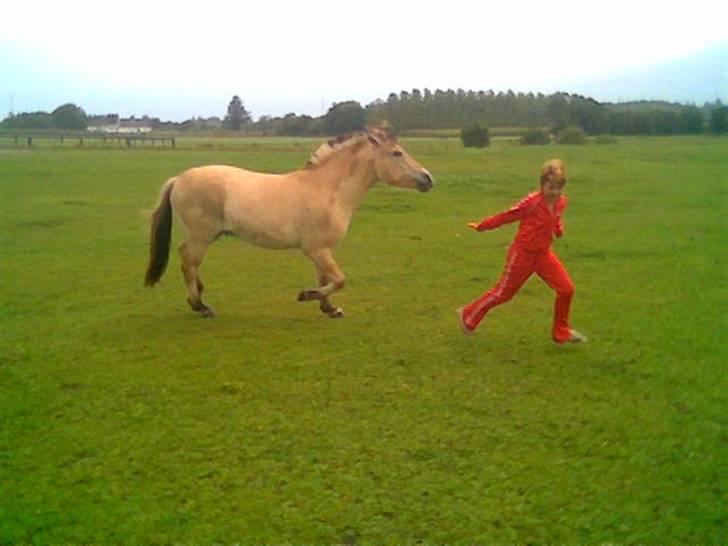 Fjordhest Bastian (KØBT) - Emilie og Bastian leger fangeleg! Og ingen af dem giver fortabt. Så sjovt at se på. billede 18