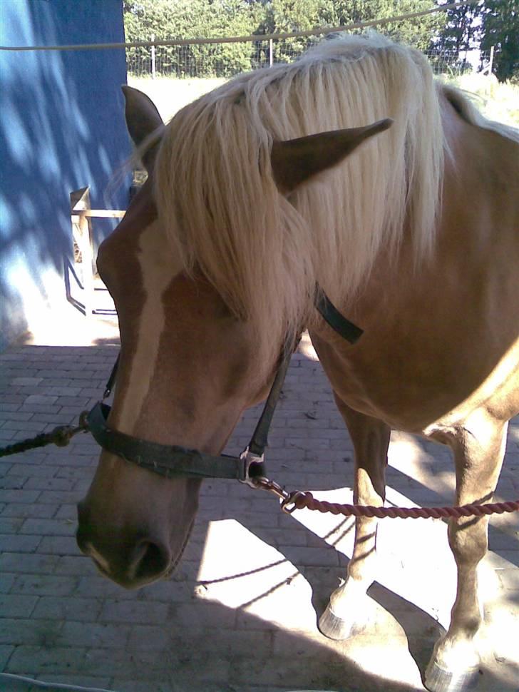 Haflinger Emma <3 (gamle part) - ved at blive gjordt klar til ridning billede 12