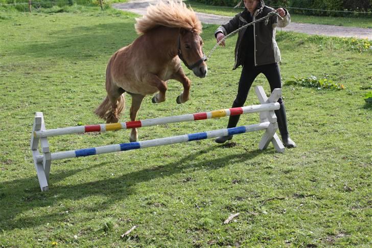 Shetlænder Ma cheval - solgt - Spring pony.  billede 13