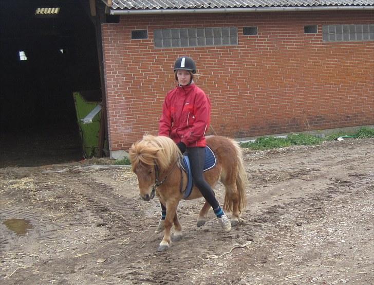 Shetlænder Ma cheval - solgt - På vej ind efter en ridetur. :) billede 15