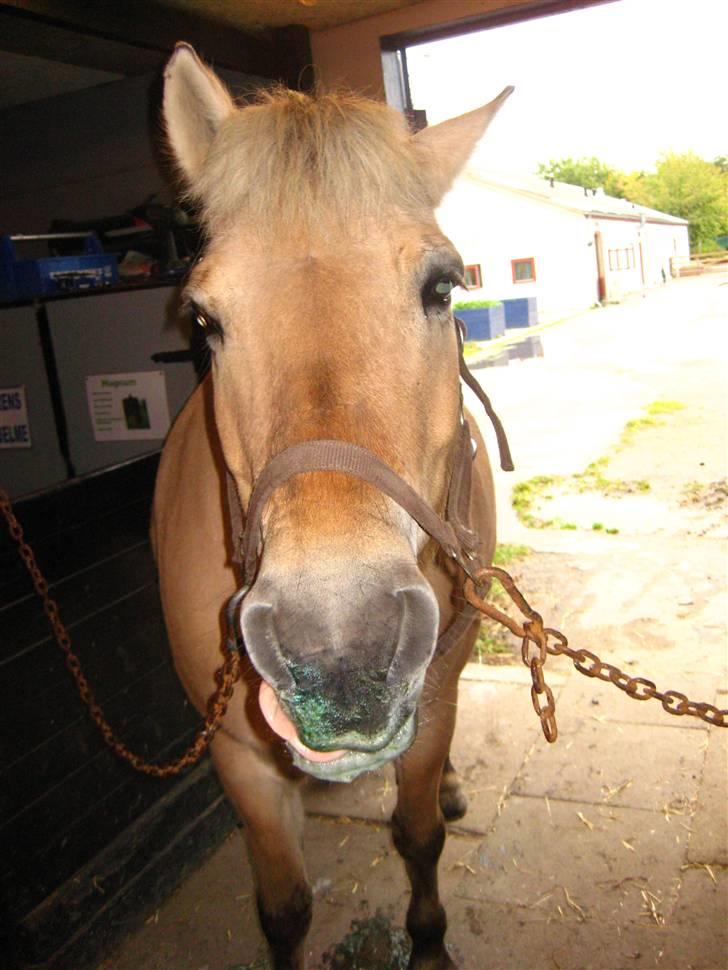 Fjordhest Jasmin<'3 Solgt ! :'( - VIl altid elske dig  billede 1