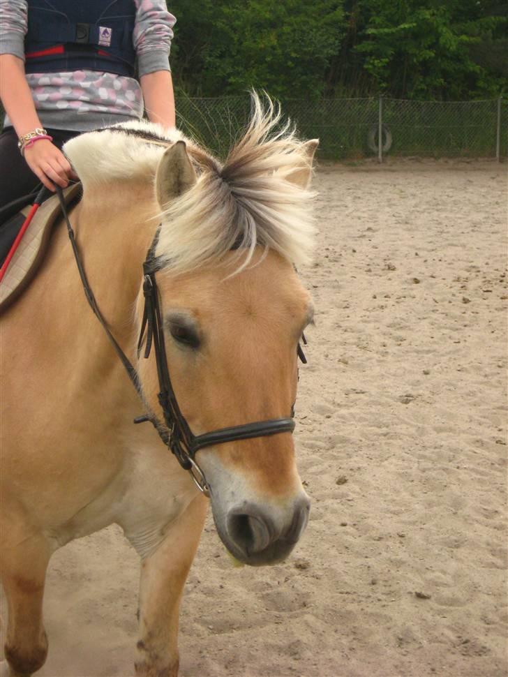 Fjordhest Jasmin<'3 Solgt ! :'( - Igen igen rider jeg den skønne ponze :) billede 2