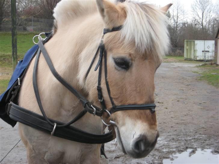 Fjordhest Jasmin<'3 Solgt ! :'( - med køresele for første gang :) billede 3