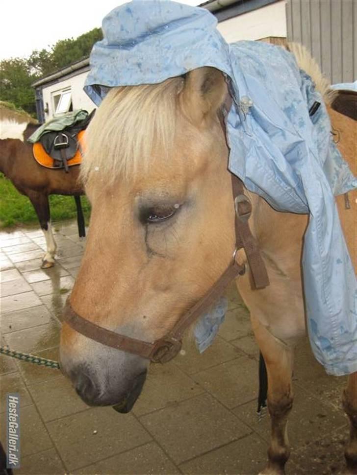 Fjordhest Jasmin<'3 Solgt ! :'( - Jasminus i regn vejr hun fik lige en regn jakke på XD det var tider som nu er minder <´3 :´( billede 4