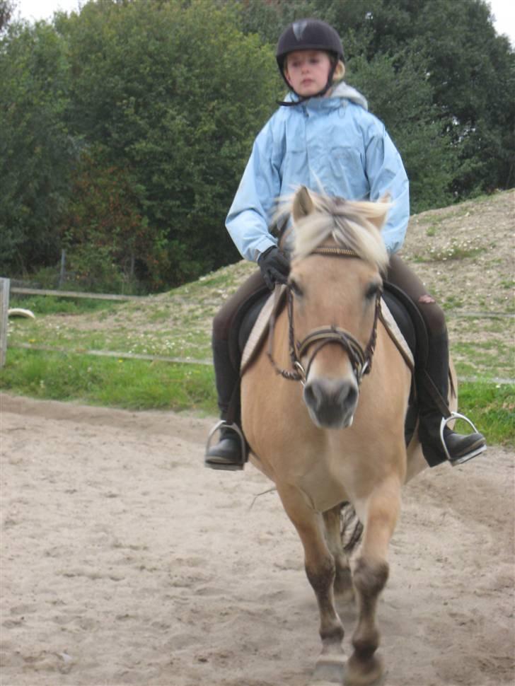 Fjordhest Jasmin<'3 Solgt ! :'( - vi kommer tonsene !! wweee smukke dyr <´3 22 / 9 2008 billede 5