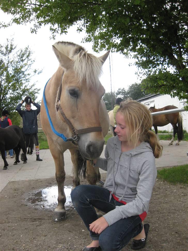 Fjordhest Jasmin<'3 Solgt ! :'( - VIl savne dig smukke. Os 2 sammen for altid det sagde jeg til dig, du lyttede men sådan blev det ikke,  billede 6