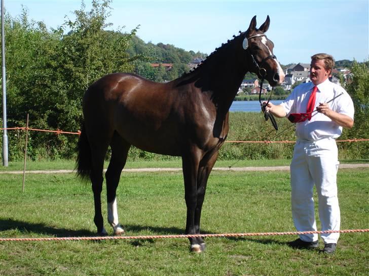 Oldenborg Bella Tisted billede 11