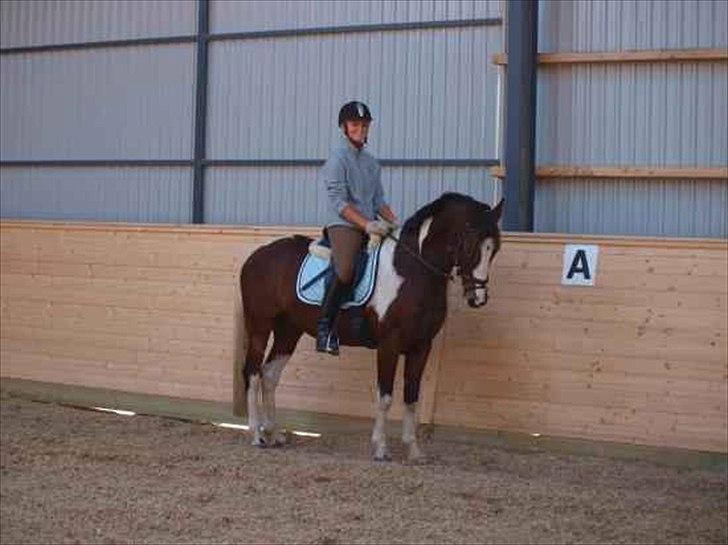 Pinto Lacoste - SOLGT billede 3